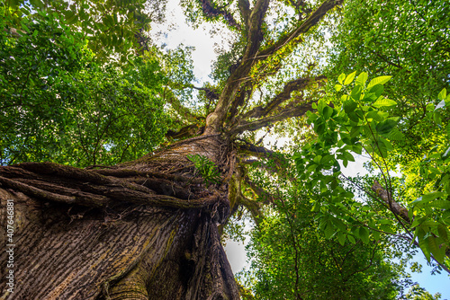 Foto Old green tree, with big roots and krone in the jungle