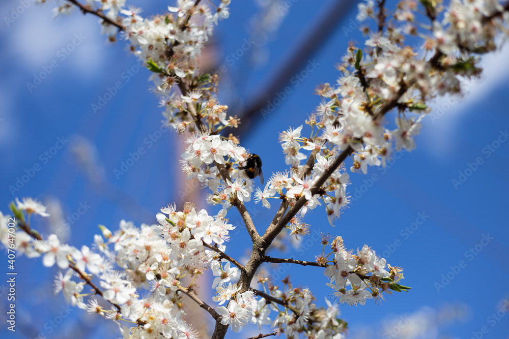Hummel saugt Nektar am blühenden Kirschbaum im Frühling Hummel saugt Nektar am blühenden Kirschbaum im Frühling