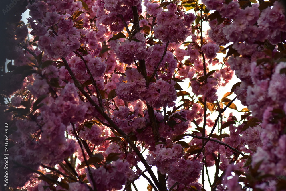 Obraz premium Blüten, Blumen, Sommer