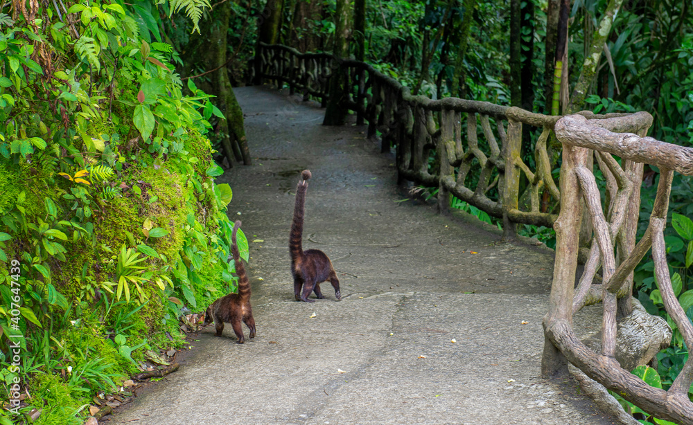 Raccoon, Procyon lotor, white nosed in National Park Manuel Antonio ...