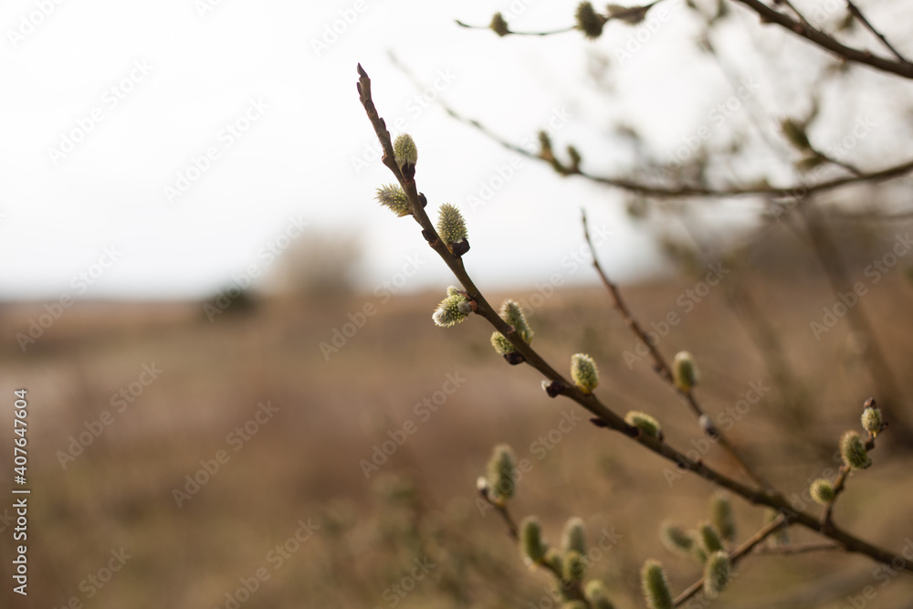 Ast mit tragenden Früchten, Blüten, weidenkätzchen Ast mit tragenden Früchten, Blüten, weidenkätzchen