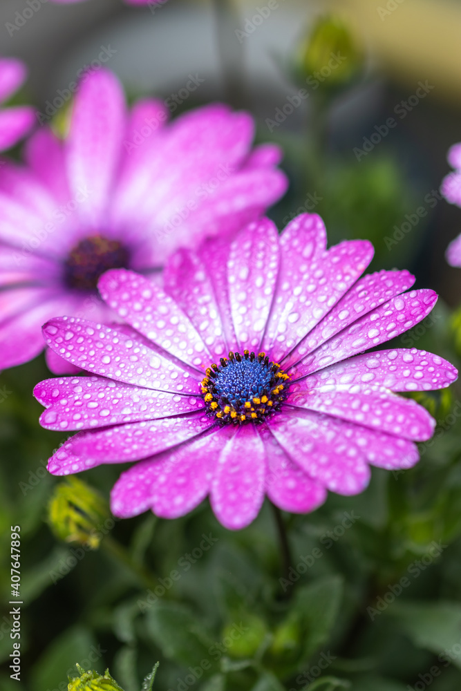 Fototapeta premium デイジーの花 春のイメージ