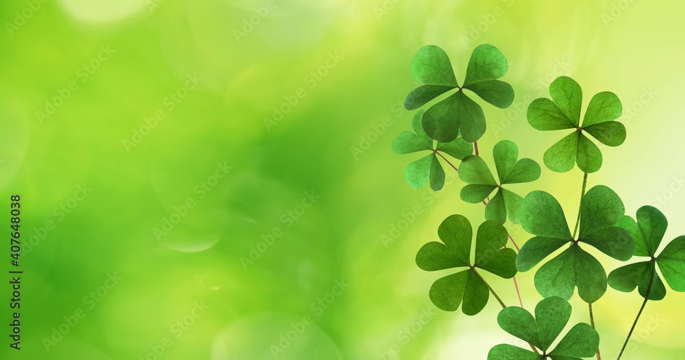 Fresh clover leaves on green background, space for text. St. Patrick's Day celebration