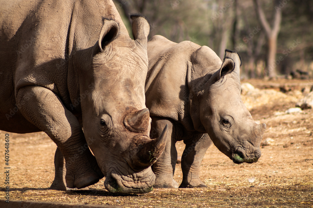 Naklejka premium Dzikie afrykańskie życie. Duży i mały afrykański biały nosorożec na sawannie w słoneczny dzień.