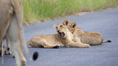 Playful lion cubs in Kruger