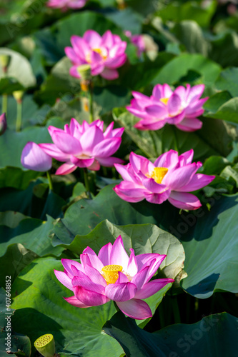 蓮の花 夏のイメージ