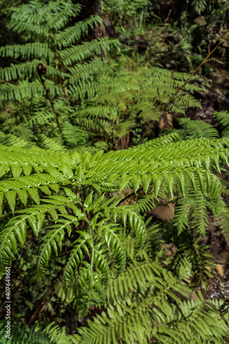 Selective focus on green leaf of fern with blurred background