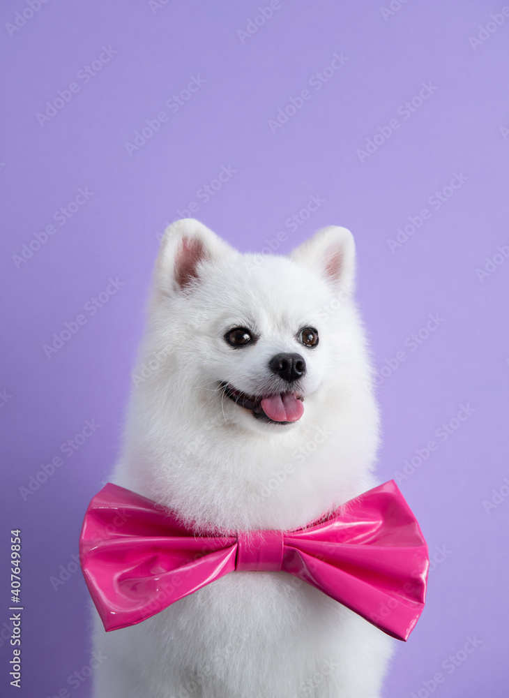 White Pomeranian dog with pink bow sitting among purple background. Cute little spitz. Place for text