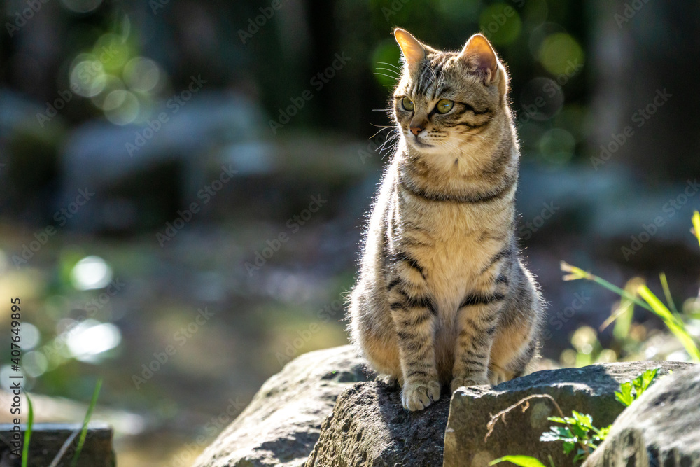 Obraz premium 野良猫のポートレート