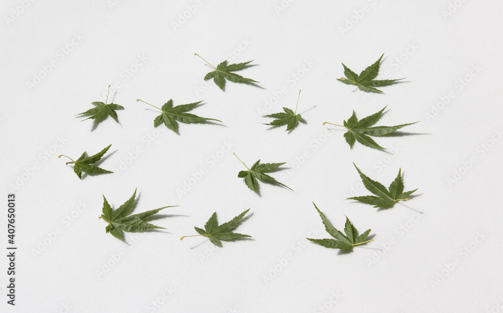 Obraz premium Fresh Green Maple leaves isolated white background.