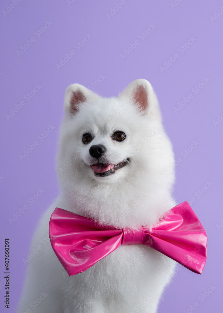 White Pomeranian dog with pink bow sitting among purple background. Cute little spitz. Place for text Stock Photo Adobe Stock