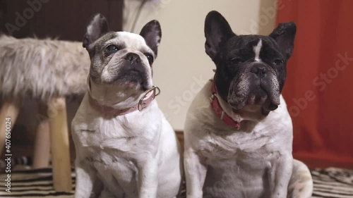 sweet couple of french bulldog dogs sitting in a room looking at the camera half asleep