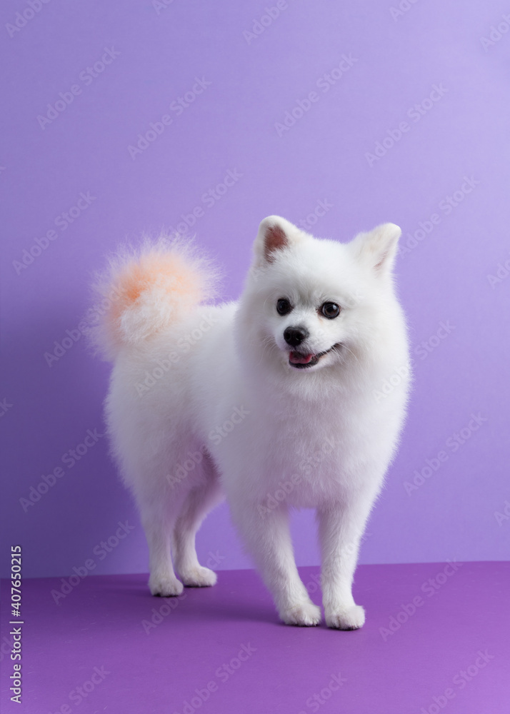 Fototapeta premium White Pomeranian dog sitting among purple background. Cute little spitz. Place for text