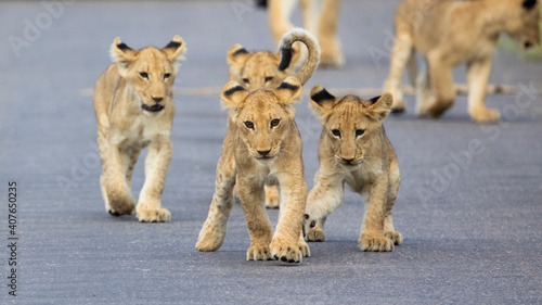 Fotografia, Obraz lion cubs in Kruger National Park
