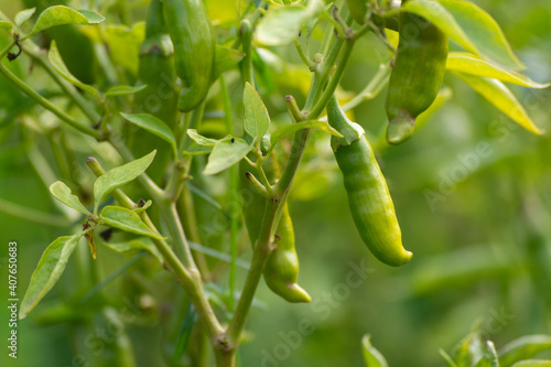 Green chili peppers growing on tree in the garden