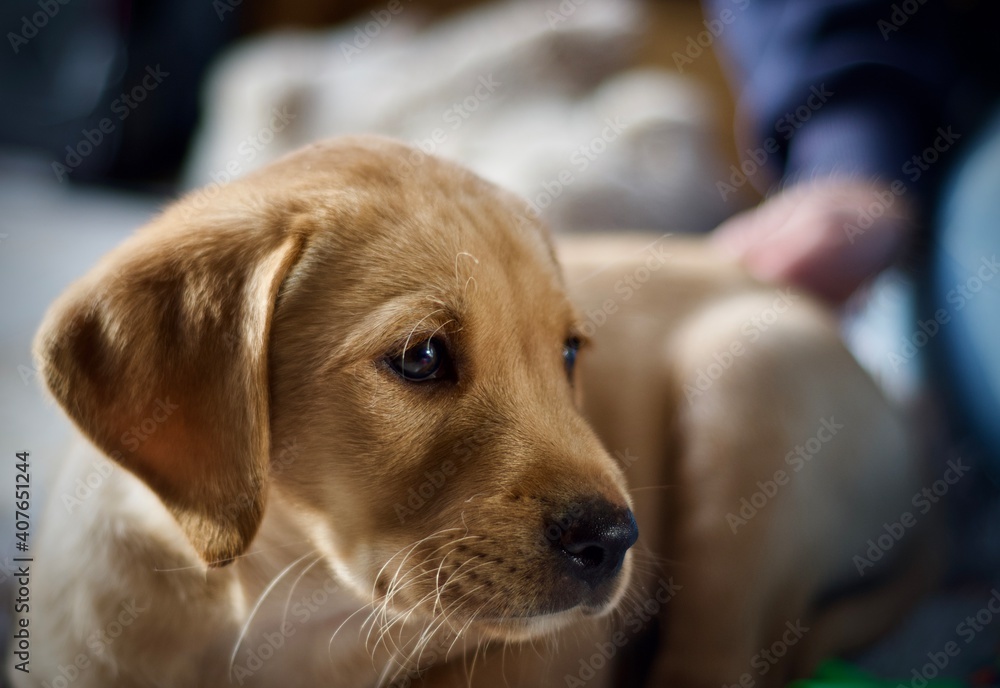 Golden Labrador Puppy Golden Labrador Puppy