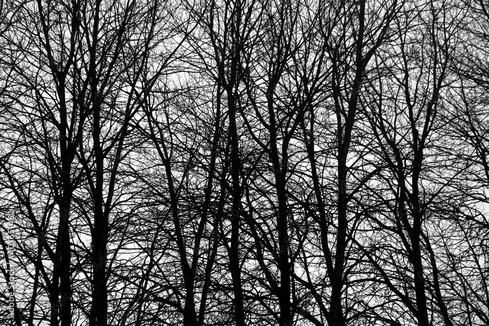 Trees and branches at Jokioinen, Finland. Trees and branches at Jokioinen, Finland.