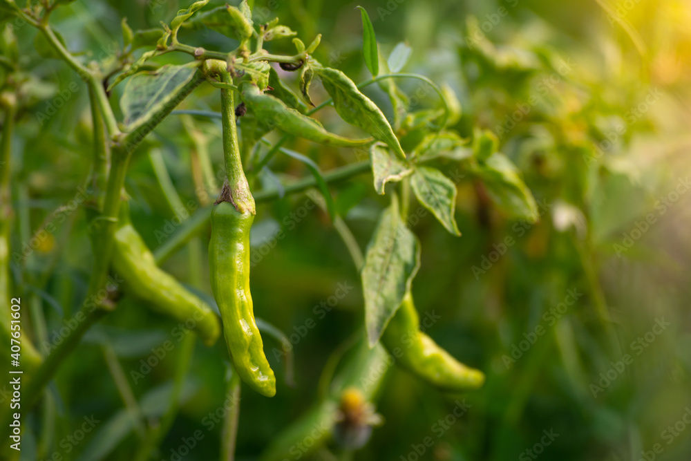 Green chili peppers growing on tree in the garden Green chili peppers growing on tree in the garden