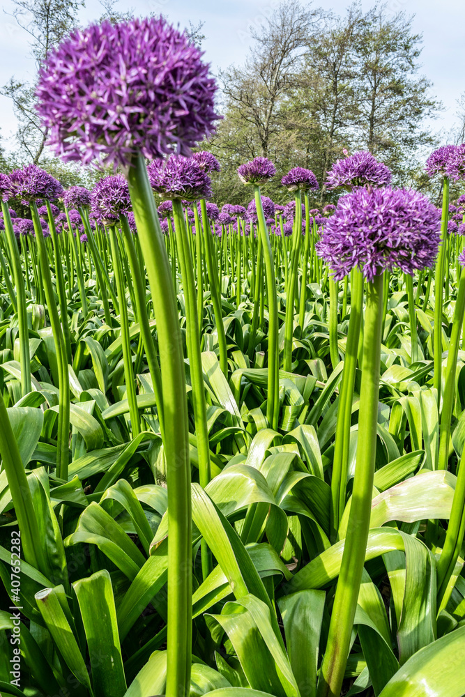 Fototapeta premium Violet flowers in the form of a ball. Dutch landscape with rows of flowers in blooming fields. Purple Allium varieties Gladiator. Ornamental onions Globemaster (Allium Giant) close up.