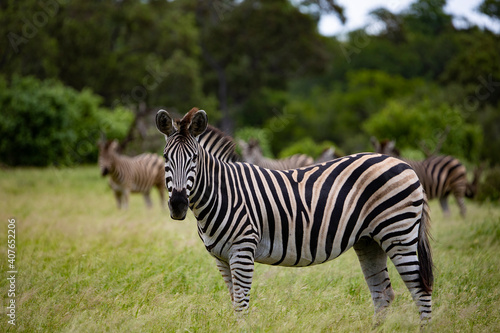 portrait of a zebra © Jurgens
