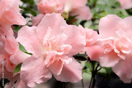 close up of pink azalea flowers