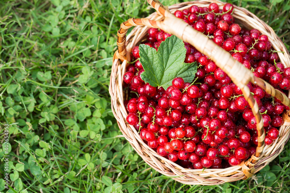 red currants in a basket in the garden on the grass..healthy berry with antioxidants red currants in a basket in the garden on the grass..healthy berry with antioxidants