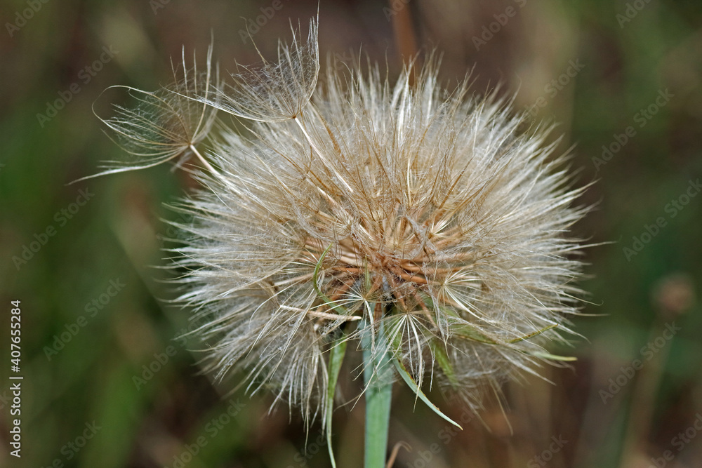 Pusteblume