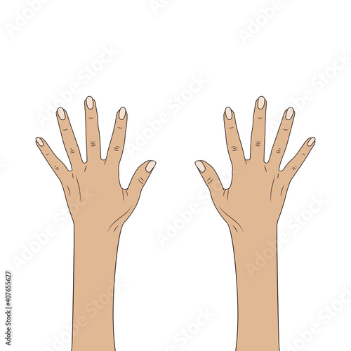 female hands. Women's hands. Isolate on a white background.