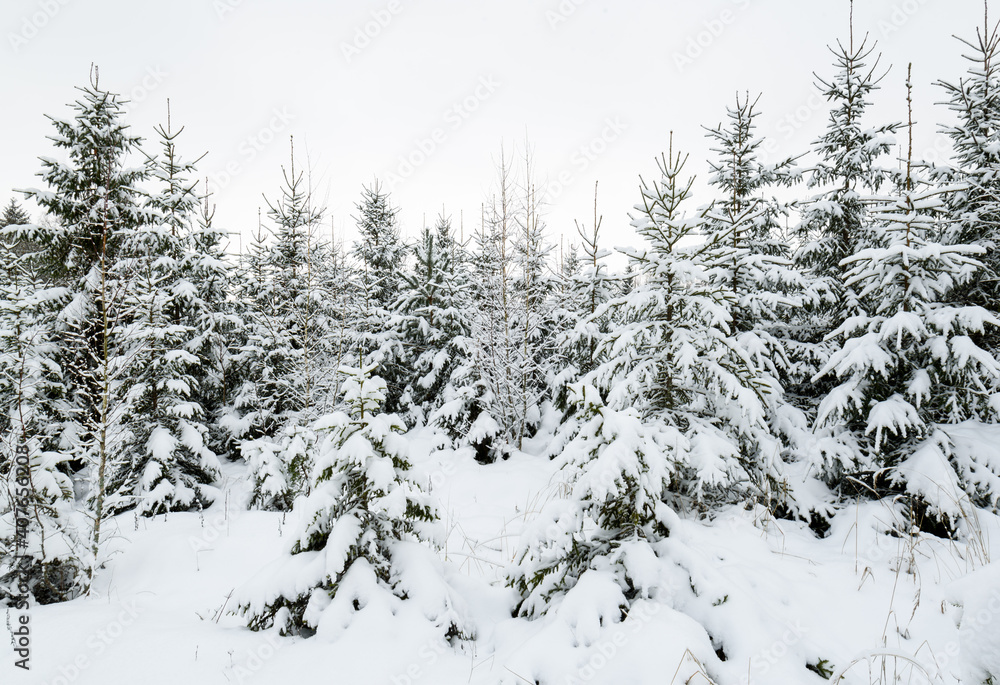 Fototapeta premium Beautiful winter snowy forest landscape.