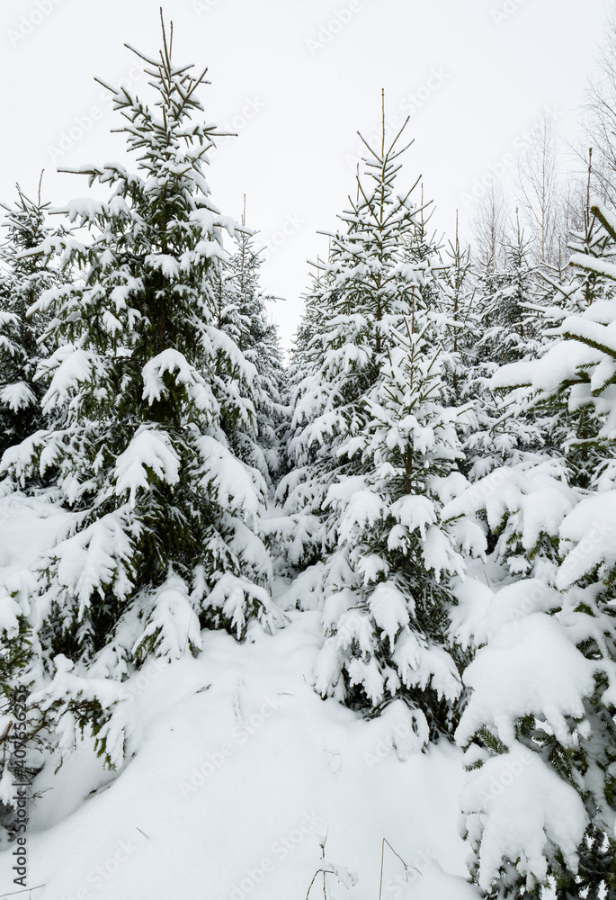 Naklejka premium Beautiful winter snowy forest landscape.