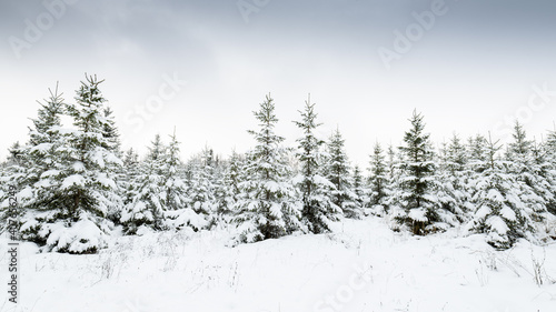 Beautiful winter snowy forest landscape.