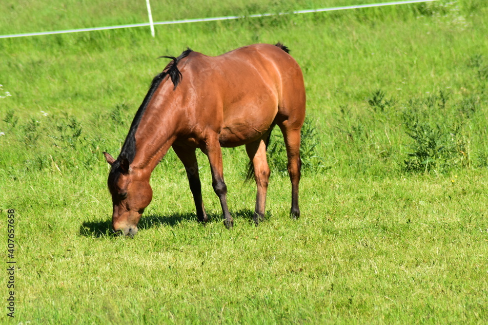 Fototapeta premium Pferde