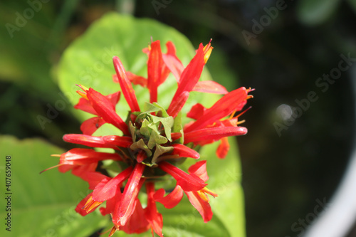 macro closeup from indian paintbrush, castilleja indivisa, a sta photo