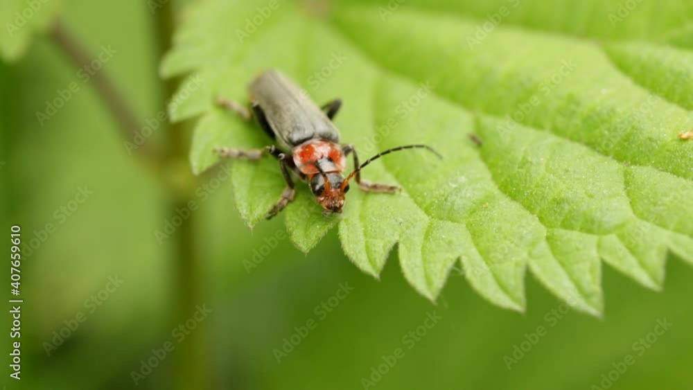 A firefighter beetle sits on a green leaf on a summer day, macro A firefighter beetle sits on a green leaf on a summer day, macro