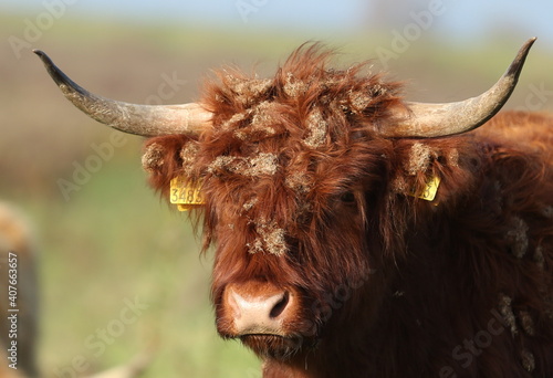 cow, animal, cattle, horns, farm, highland, mammal, bull,  dutch © Barbara