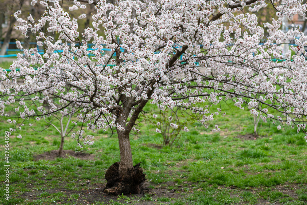 Fototapeta premium Nice white apricot spring flowers branch macro photography nature awakening