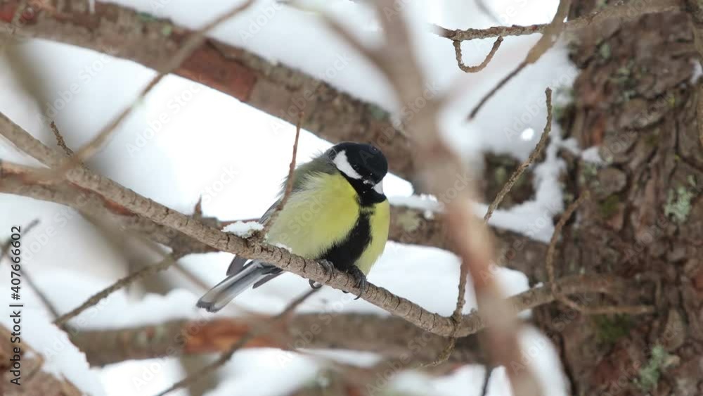 chickadee jumps on the branches and eats in the feeder in winter chickadee jumps on the branches and eats in the feeder in winter