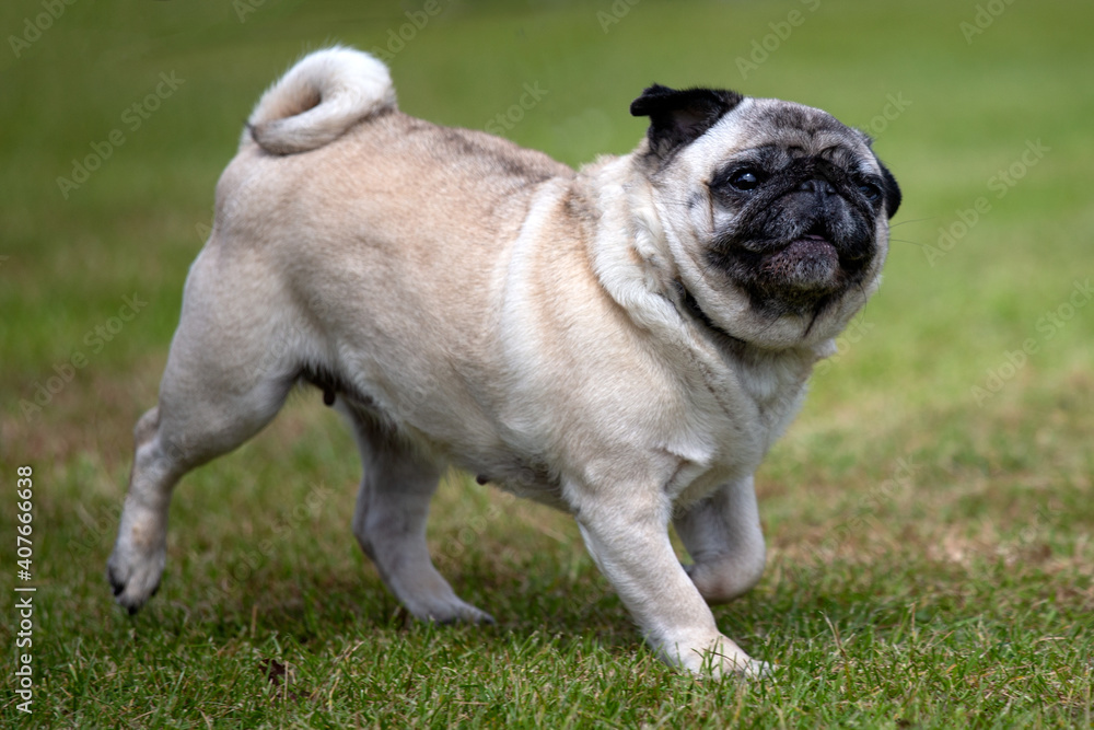 Pug dog moving across the grass Pug dog moving across the grass