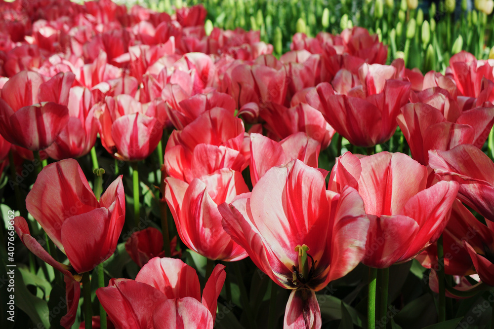 Variegated petals of pretty pink tulips on a bright and sunny day