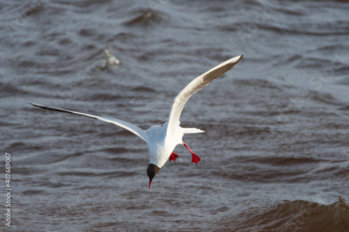  Black-headed gull in the flight hunting over the wavy water of Baltic sea