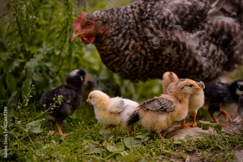 the hen feeding the young chicks through the green grass. gallus gallus birds at the farm in the nature. natural feeding poultry at the village