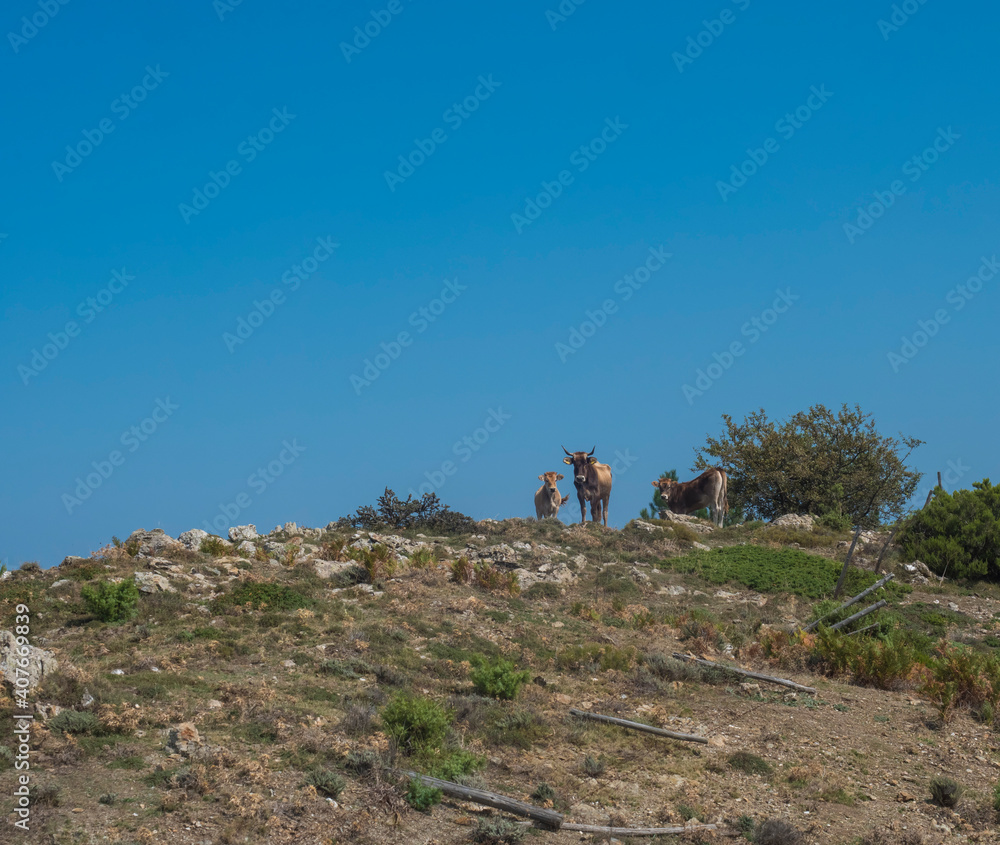 Small herd of cows and bulls standing on the hill with broken fence, looking to the camera, Sardinia countryside, blue sky background