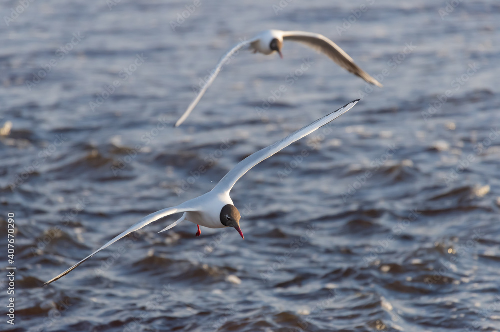 Two black-headed gulls in the flight over the wavy water of Baltic sea Two black-headed gulls in the flight over the wavy water of Baltic sea