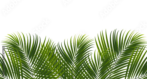 Coconut leaves on white background with clipping path for tropical leaf design element.vector illustration design