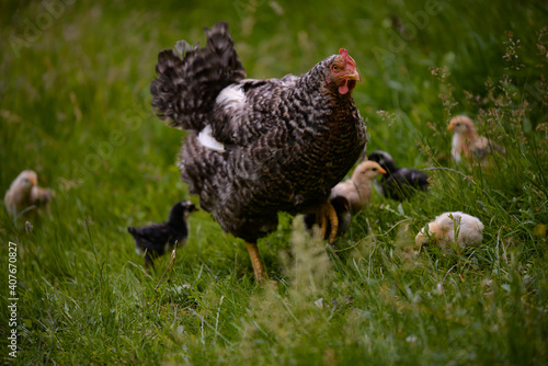 the hen feeding the young chicks through the green grass. gallus gallus birds at the farm in the nature. natural feeding poultry at the village