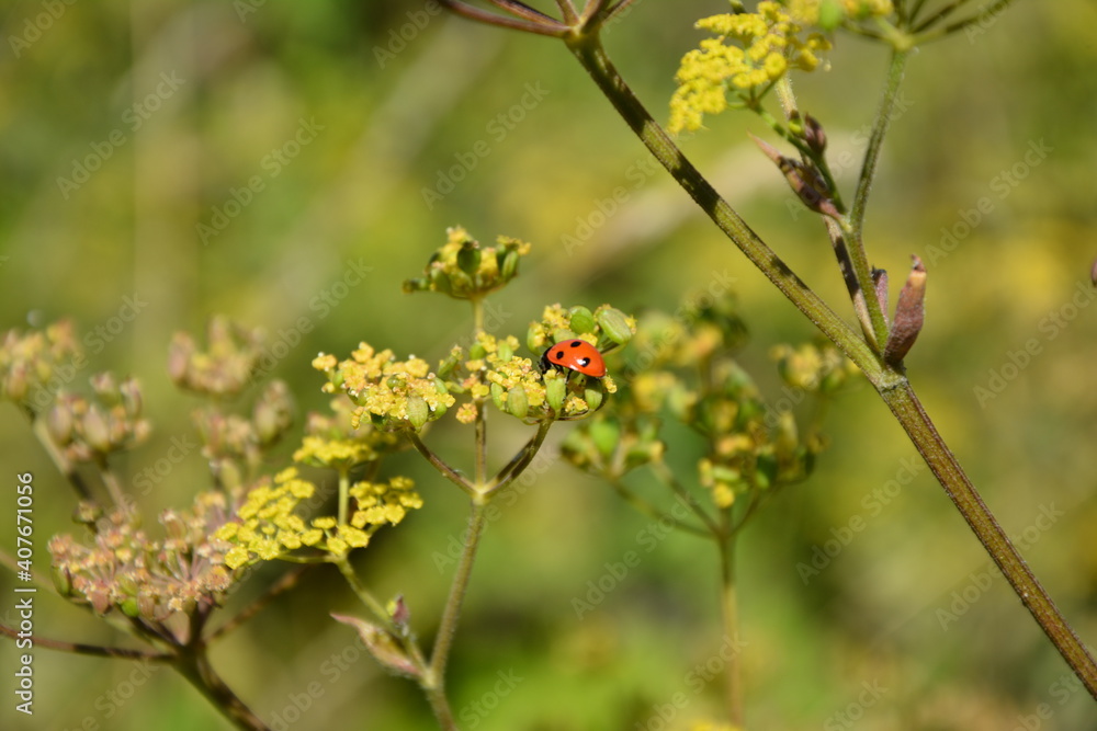 Fototapeta premium Lady bug on flowers