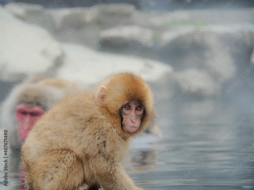 Naklejka premium 【長野】地獄谷野猿公苑のスノーモンキー
