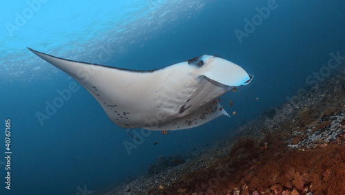 Manta ray swimming over coral reef in Komodo