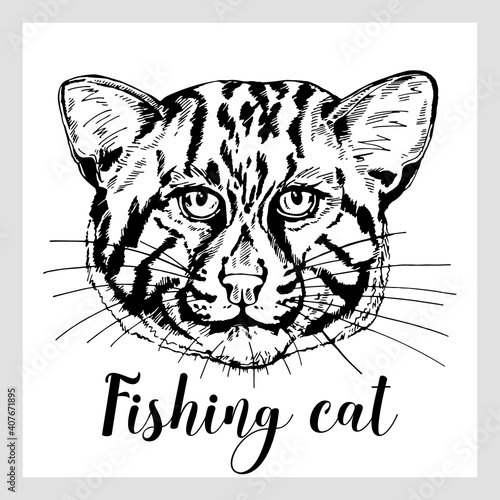 Hand drawn sketch style fishing cat isolated on white background. Vector illustration.
