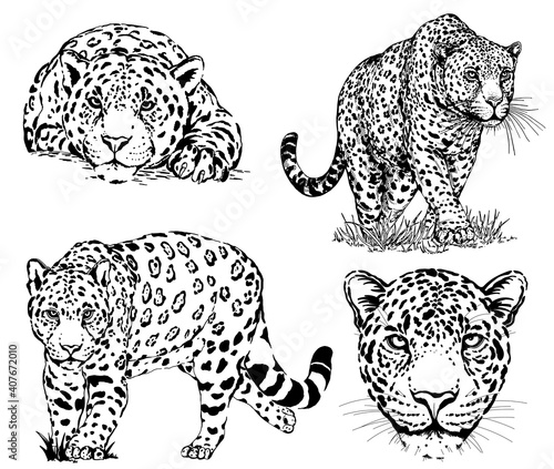 Set of hand drawn sketch style leopards isolated on white background. Vector illustration.
